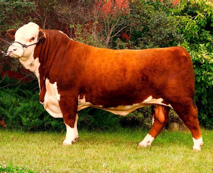 The best beef breeds image