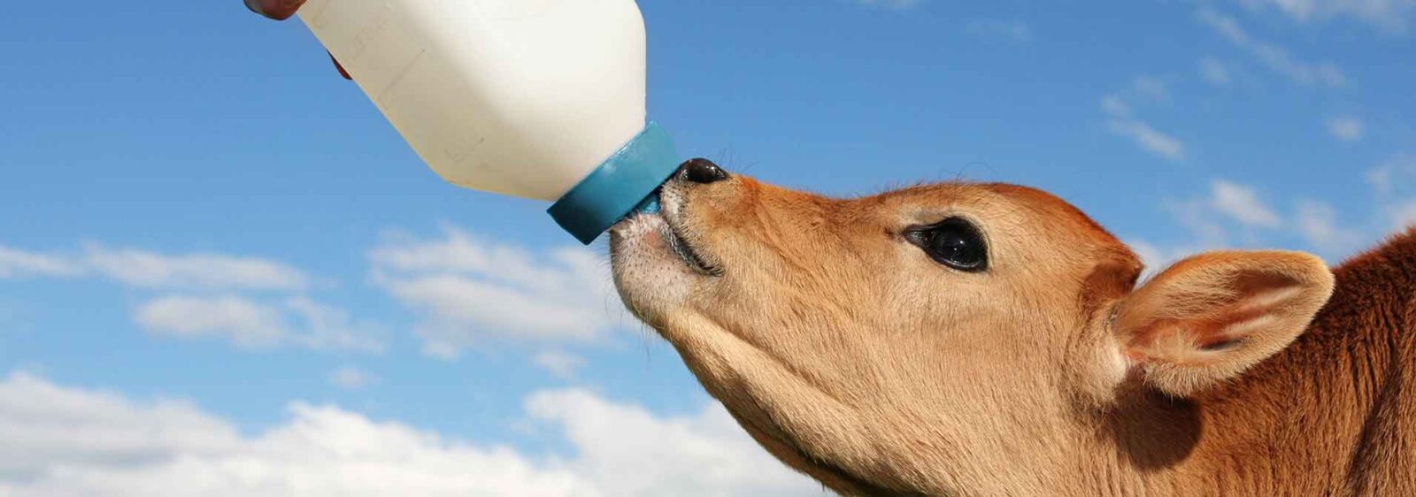 Milk replacers image