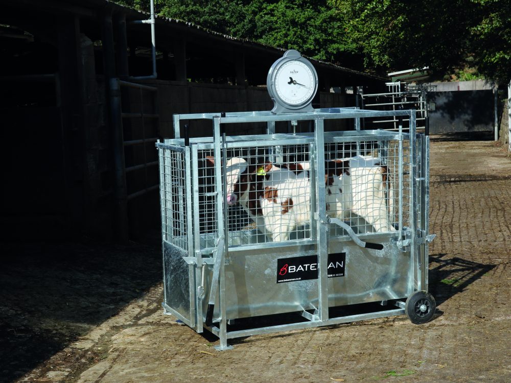 Calf weighers image