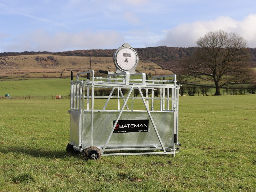 Lamb weighers image