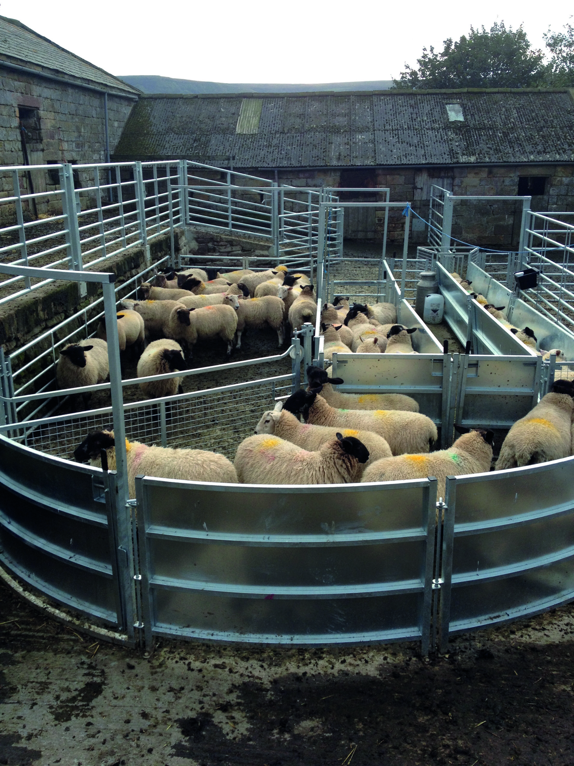 Portable sheep handling equipment image